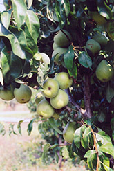 Anjou Pear (Pyrus communis 'Anjou') at Echter's Nursery & Garden Center