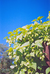 Hops (Humulus lupulus) at Echter's Nursery & Garden Center