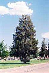 Rocky Mountain Juniper (Juniperus scopulorum) at Echter's Nursery & Garden Center