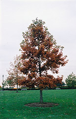 Swamp White Oak (Quercus bicolor) at Echter's Nursery & Garden Center