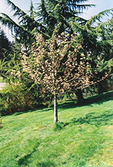 Stella Cherry (Prunus avium 'Stella') at Echter's Nursery & Garden Center
