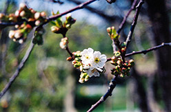 Montmorency Cherry (Prunus 'Montmorency') at Echter's Nursery & Garden Center