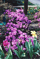 Ramapo Rhododendron (Rhododendron 'Ramapo') at Echter's Nursery & Garden Center