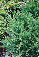 Sea Green Juniper (Juniperus chinensis 'Sea Green') at Echter's Nursery & Garden Center