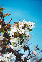 Bing Cherry (Prunus avium 'Bing') at Echter's Nursery & Garden Center
