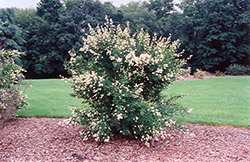 Cheyenne Common Privet (Ligustrum vulgare 'Cheyenne') at Echter's Nursery & Garden Center