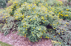 Yellow Gem Potentilla (Potentilla fruticosa 'Yellow Gem') at Echter's Nursery & Garden Center