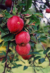 Braeburn Apple (Malus 'Braeburn') at Echter's Nursery & Garden Center