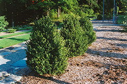 Green Mountain Boxwood (Buxus 'Green Mountain') at Echter's Nursery & Garden Center