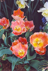 Apricot Beauty Tulip (Tulipa 'Apricot Beauty') at Echter's Nursery & Garden Center