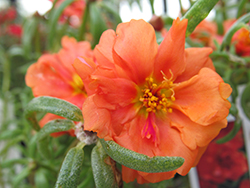 Happy Hour Orange Portulaca (Portulaca grandiflora 'PAS752674') at Echter's Nursery & Garden Center