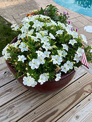 Firefly Petunia (Petunia 'Firefly') at Echter's Nursery & Garden Center