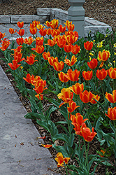 Flair Tulip (Tulipa 'Flair') at Echter's Nursery & Garden Center