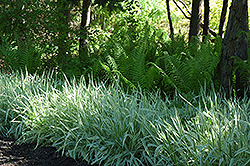 Variegated Ribbon Grass (Phalaris arundinacea 'Picta') at Echter's Nursery & Garden Center