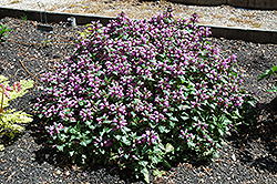 Beacon Silver Spotted Dead Nettle (Lamium maculatum 'Beacon Silver') at Echter's Nursery & Garden Center