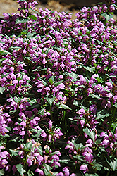 Beacon Silver Spotted Dead Nettle (Lamium maculatum 'Beacon Silver') at Echter's Nursery & Garden Center