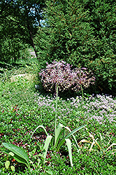 Star Of Persia Onion (Allium christophii) at Echter's Nursery & Garden Center