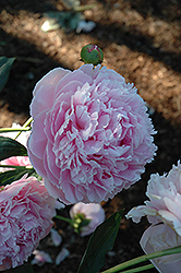 Shirley Temple Peony (Paeonia 'Shirley Temple') at Echter's Nursery & Garden Center