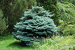 Globe Blue Spruce (Picea pungens 'Globosa') at Echter's Nursery & Garden Center
