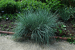 Blue Oat Grass (Helictotrichon sempervirens) at Echter's Nursery & Garden Center