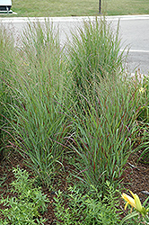 Shenandoah Reed Switch Grass (Panicum virgatum 'Shenandoah') at Echter's Nursery & Garden Center