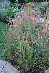 Variegated Reed Grass (Calamagrostis x acutiflora 'Overdam') at Echter's Nursery & Garden Center