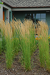 Karl Foerster Reed Grass (Calamagrostis x acutiflora 'Karl Foerster') at Echter's Nursery & Garden Center