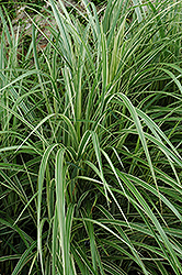 Variegated Silver Grass (Miscanthus sinensis 'Variegatus') at Echter's Nursery & Garden Center