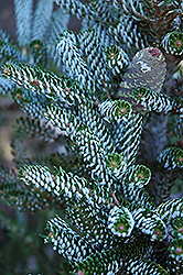 Silver Korean Fir (Abies koreana 'Silberlocke') at Echter's Nursery & Garden Center