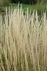 Karl Foerster Reed Grass (Calamagrostis x acutiflora 'Karl Foerster') at Echter's Nursery & Garden Center