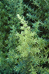 Oriental Limelight Artemisia (Artemisia vulgaris 'Oriental Limelight') at Echter's Nursery & Garden Center