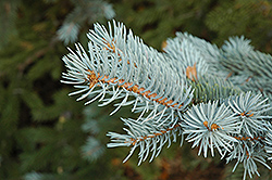 Blue Colorado Spruce (Picea pungens 'var. glauca') at Echter's Nursery & Garden Center