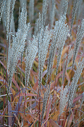 Flame Grass (Miscanthus sinensis 'Purpurascens') at Echter's Nursery & Garden Center