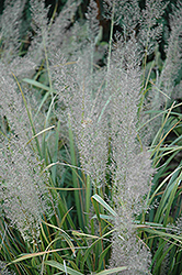 Korean Reed Grass (Calamagrostis brachytricha) at Echter's Nursery & Garden Center