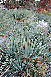 Adam's Needle (Yucca filamentosa) at Echter's Nursery & Garden Center