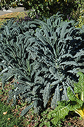 Dinosaur Kale (Brassica oleracea var. sabellica 'Lacinato') at Echter's Nursery & Garden Center