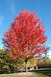 Autumn Blaze Maple (Acer x freemanii 'Jeffersred') at Echter's Nursery & Garden Center