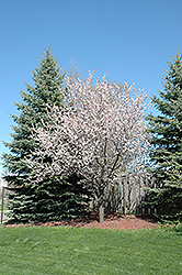 Newport Plum (Prunus cerasifera 'Newport') at Echter's Nursery & Garden Center