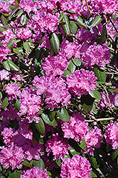 P.J.M. Rhododendron (Rhododendron 'P.J.M.') at Echter's Nursery & Garden Center