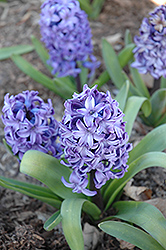 Delft Blue Hyacinth (Hyacinthus 'Delft Blue') at Echter's Nursery & Garden Center