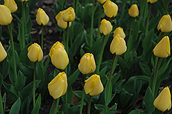 Golden Parade Tulip (Tulipa 'Golden Parade') at Echter's Nursery & Garden Center