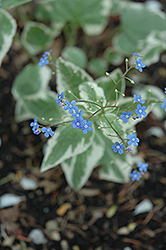 Variegated Siberian Bugloss (Brunnera macrophylla 'Variegata') at Echter's Nursery & Garden Center