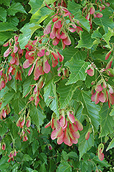 Amur Maple (multi-stem) (Acer ginnala '(multi-stem)') at Echter's Nursery & Garden Center