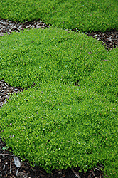Irish Moss (Sagina subulata) at Echter's Nursery & Garden Center