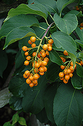 Hercules And Diane Bittersweet (Celastrus scandens 'Hercules And Diane') at Echter's Nursery & Garden Center