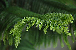 Norfolk Island Pine (Araucaria heterophylla) at Echter's Nursery & Garden Center