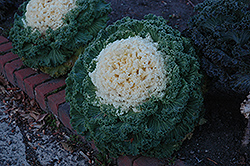 White Kale (Brassica oleracea var. acephala 'White') at Echter's Nursery & Garden Center