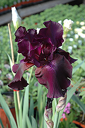 Superstition Iris (Iris 'Superstition') at Echter's Nursery & Garden Center