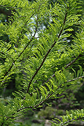 Baldcypress (Taxodium distichum) at Echter's Nursery & Garden Center