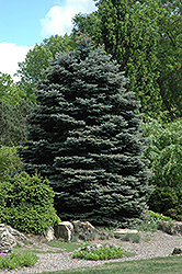 Fat Albert Blue Spruce (Picea pungens 'Fat Albert') at Echter's Nursery & Garden Center